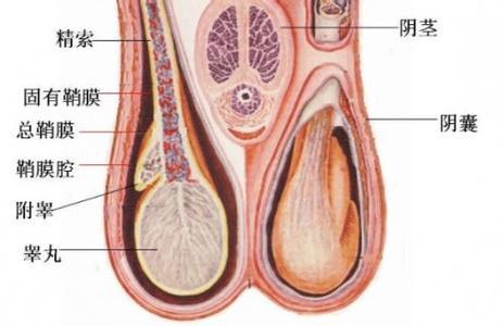 慢性前列腺炎病因的解释