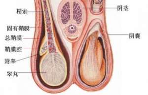 慢性前列腺炎病因的解释